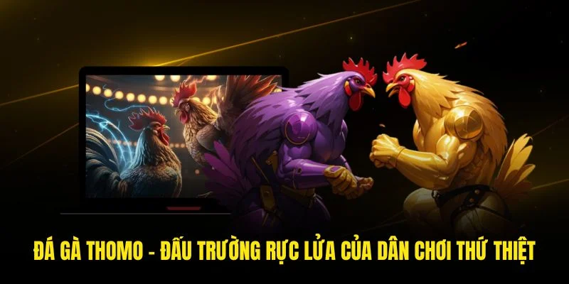 Đá gà Thomo